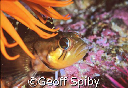clinid in False Bay, Cape Town by Geoff Spiby 